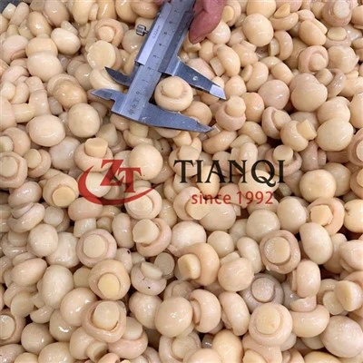 Brined salted champignon nceb hauv nruas 48kg